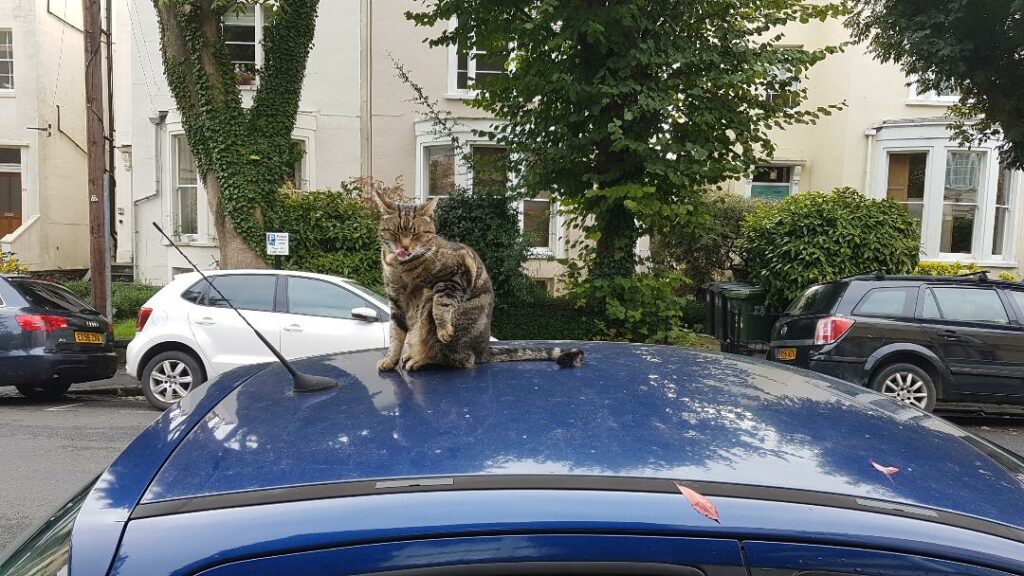 cat on car roof