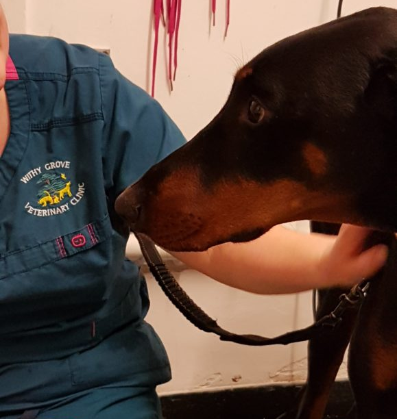 withy grove vets - rogue the greyhound