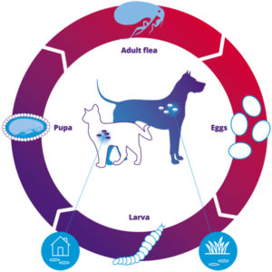 Flea life cycle in animals.