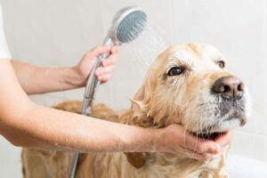 Dog washing.
