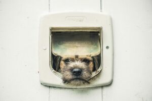 Border Terrier sticking head out of a cat door.