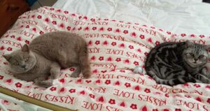cats lying on a bed